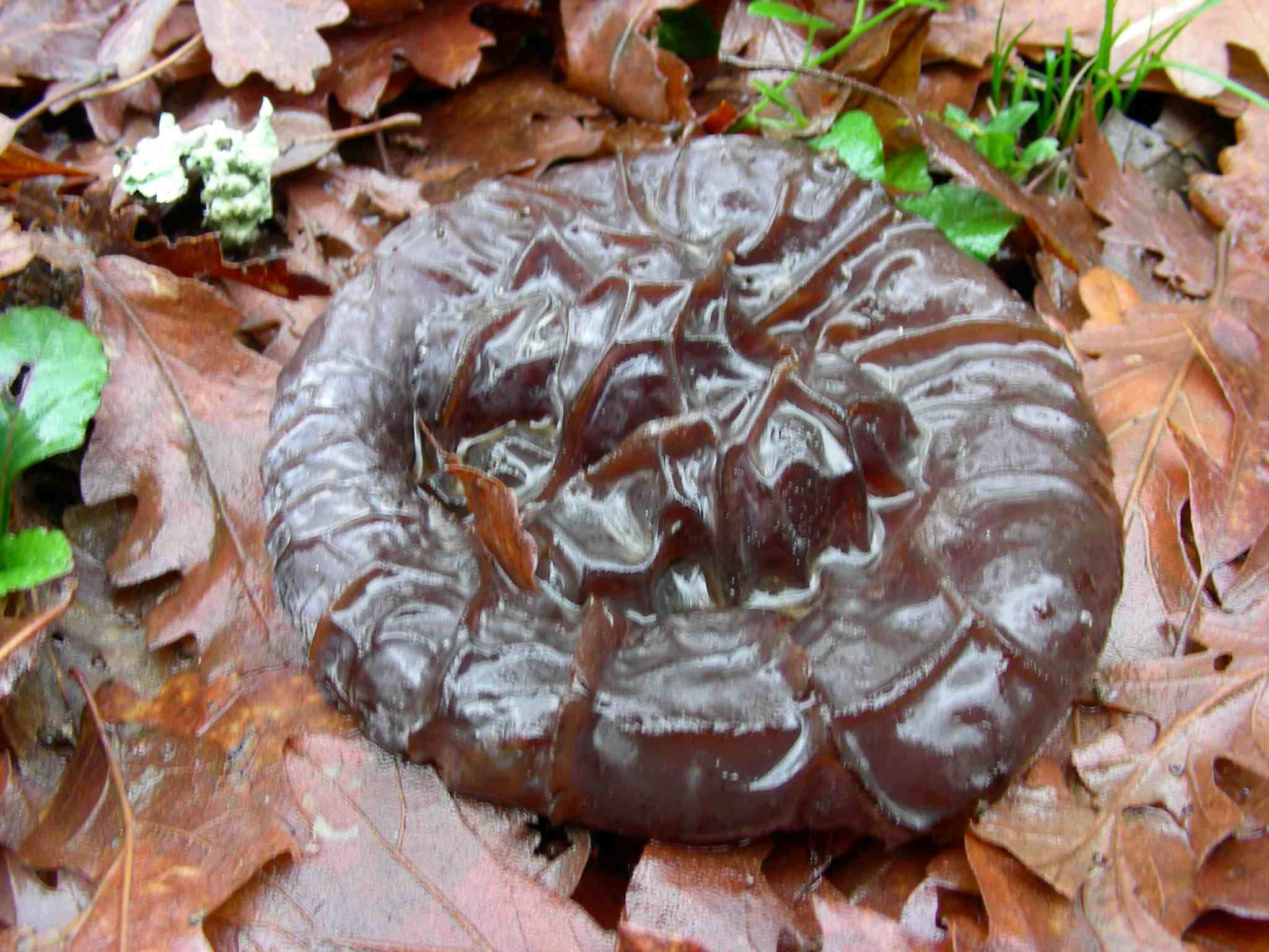 1892 Gennaio vecchio ritrovamento